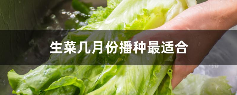 生菜几月份播种最适合 生菜几月份播种最适合