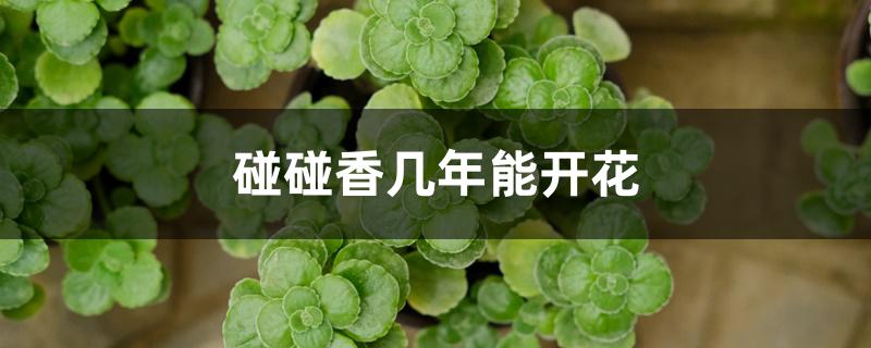 碰碰香几年能开花 碰碰香几年能开花