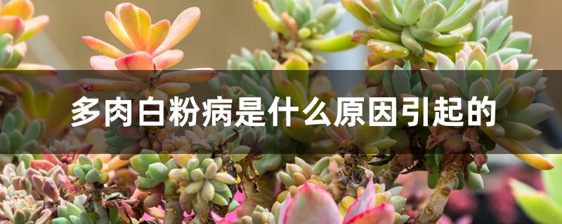 多肉白粉病是什么原因引起的 多肉白粉病是什么原因引起的