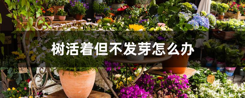 树活着但不发芽怎么办 树活着但不发芽怎么办