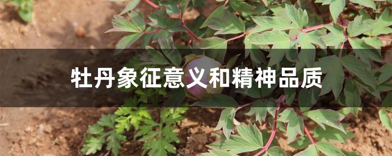 牡丹象征意义和精神品质 牡丹象征意义和精神品质