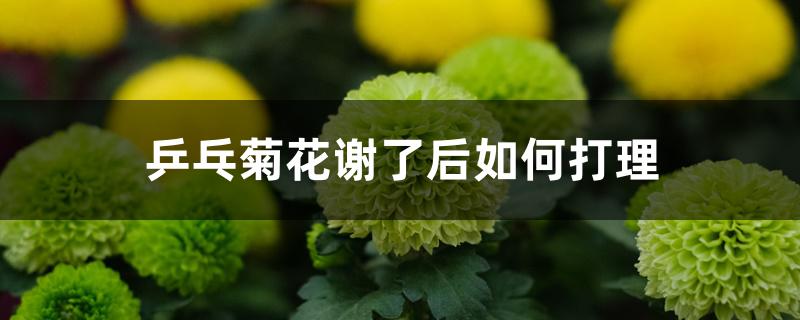 乒乓菊花谢了后如何打理 乒乓菊花谢了后如何打理