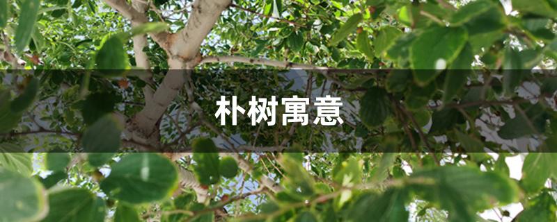 朴树寓意 朴树寓意