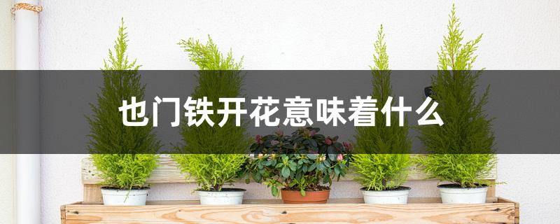 也门铁开花意味着什么 也门铁开花意味着什么
