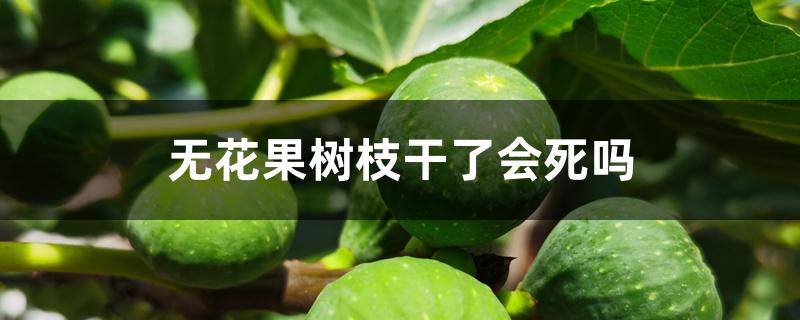 无花果树枝干了会死吗 无花果树枝干了会死吗