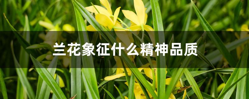 兰花象征什么精神品质 兰花象征什么精神品质