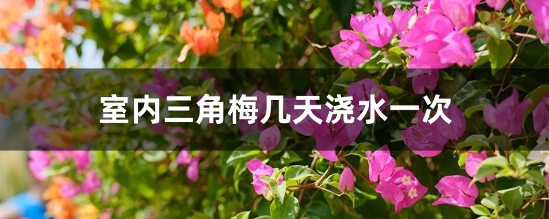 室内三角梅几天浇水一次 室内三角梅几天浇水一次