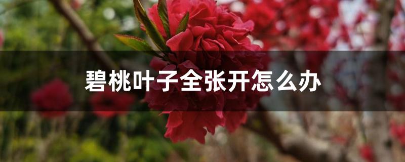 碧桃叶子全张开怎么办 碧桃叶子全张开怎么办
