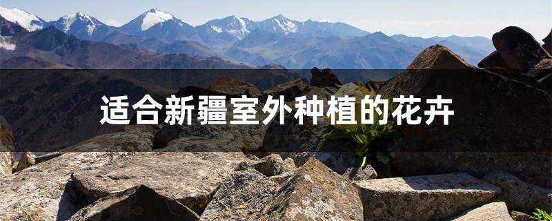 适合新疆室外种植的花卉 适合新疆室外种植的花卉