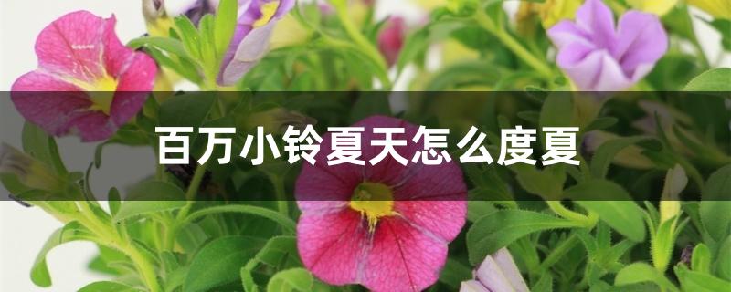 百万小铃夏天怎么度夏 百万小铃夏天怎么度夏