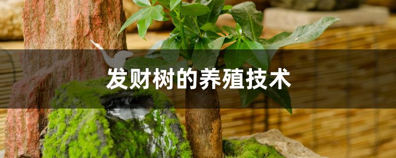 发财树的养殖技术 发财树的养殖技术