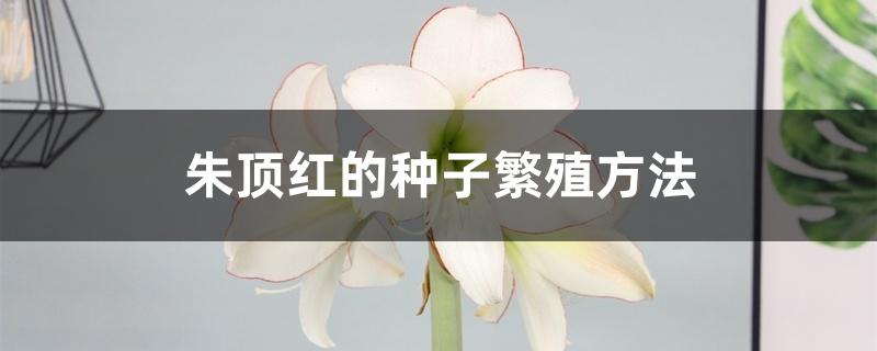 朱顶红的种子繁殖方法 朱顶红的种子繁殖方法