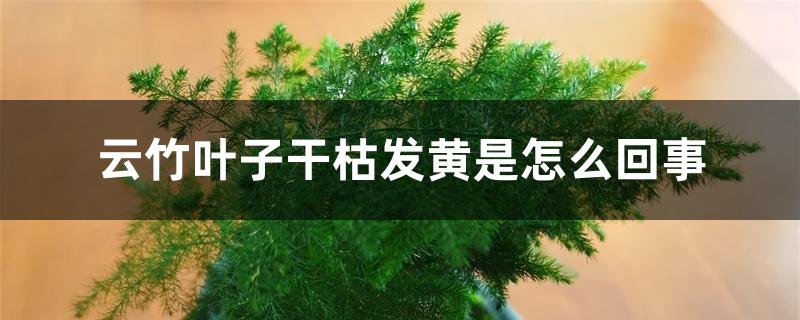 云竹叶子干枯发黄是怎么回事 云竹叶子干枯发黄是怎么回事