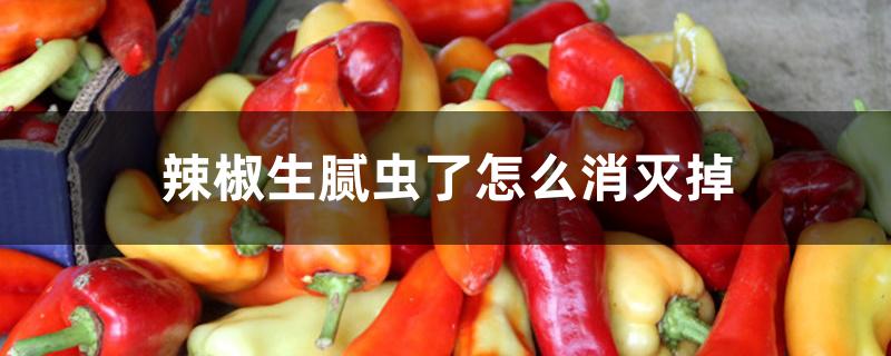 辣椒生腻虫了怎么消灭掉 辣椒生腻虫了怎么消灭掉