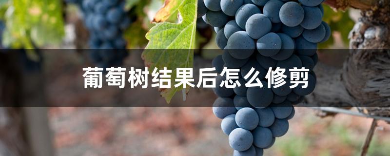 葡萄树结果后怎么修剪 葡萄树结果后怎么修剪