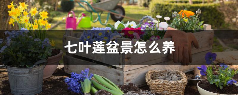 七叶莲盆景怎么养 七叶莲盆景怎么养