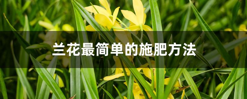 兰花最简单的施肥方法 兰花最简单的施肥方法