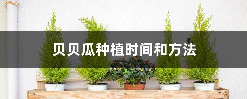 贝贝瓜种植时间和方法 贝贝瓜种植时间和方法
