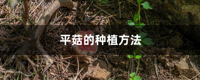 平菇的种植方法 平菇的种植方法