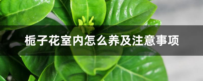栀子花室内怎么养及注意事项 栀子花室内怎么养及注意事项