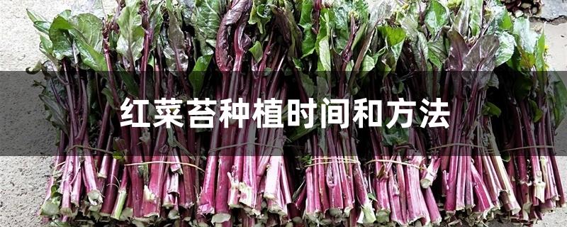 红菜苔种植时间和方法 红菜苔种植时间和方法
