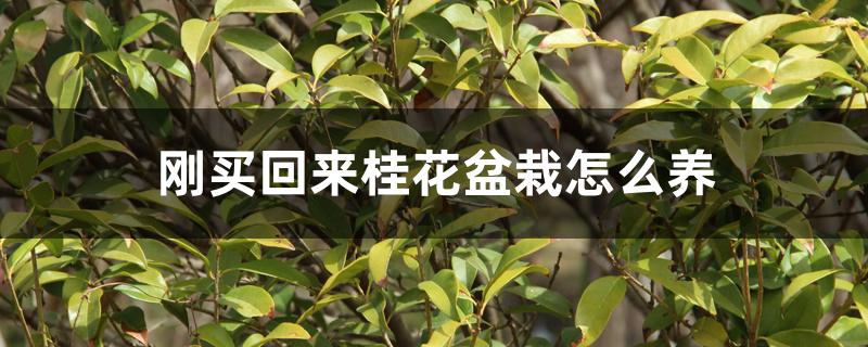 刚买回来桂花盆栽怎么养 刚买回来桂花盆栽怎么养
