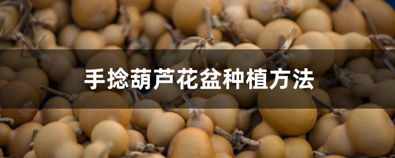 手捻葫芦花盆种植方法 手捻葫芦花盆种植方法