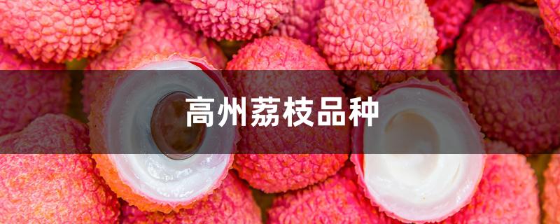 高州荔枝品种 高州荔枝品种