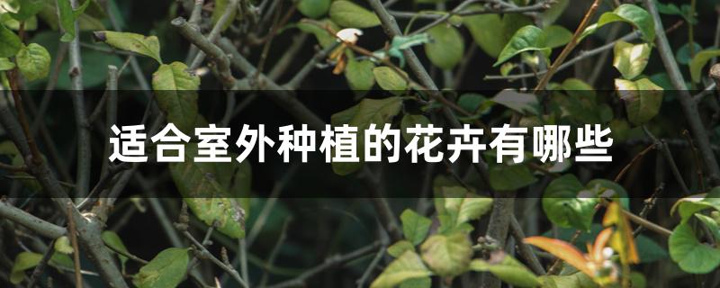 适合室外种植的花卉有哪些