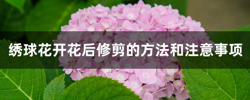 绣球花开花后修剪的方法和注意事项