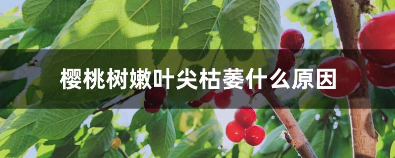 樱桃树嫩叶尖枯萎什么原因 樱桃树嫩叶尖枯萎什么原因
