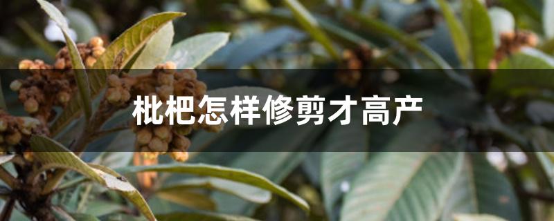 枇杷怎样修剪才高产 枇杷怎样修剪才高产