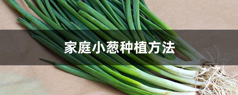家庭小葱种植方法 家庭小葱种植方法