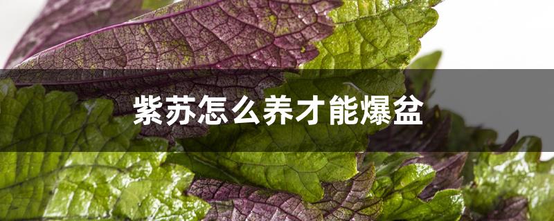 紫苏怎么养才能爆盆 紫苏怎么养才能爆盆