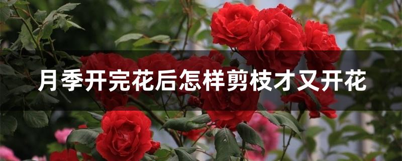月季开完花后怎样剪枝才又开花 月季开完花后怎样剪枝才又开花
