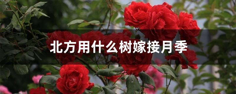 北方用什么树嫁接月季 北方用什么树嫁接月季