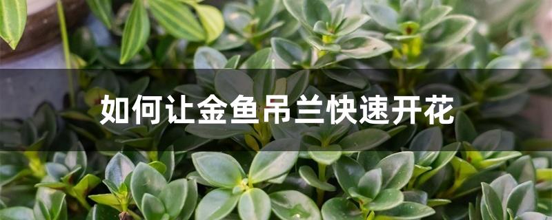 如何让金鱼吊兰快速开花 如何让金鱼吊兰快速开花