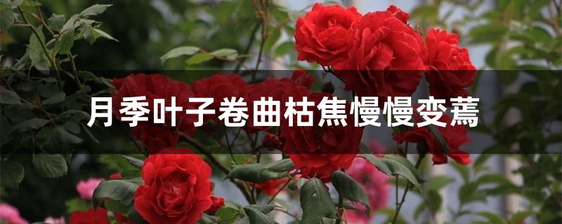 月季叶子卷曲枯焦慢慢变蔫 月季叶子卷曲枯焦慢慢变蔫