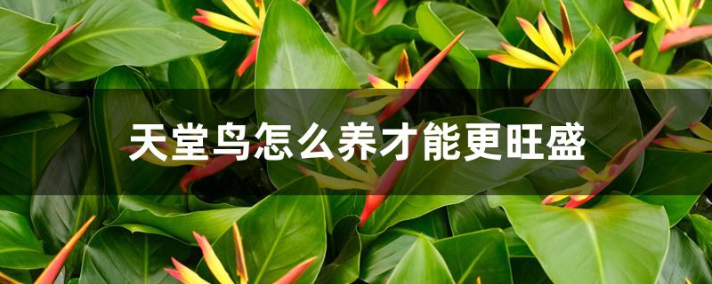天堂鸟怎么养才能更旺盛 天堂鸟怎么养才能更旺盛