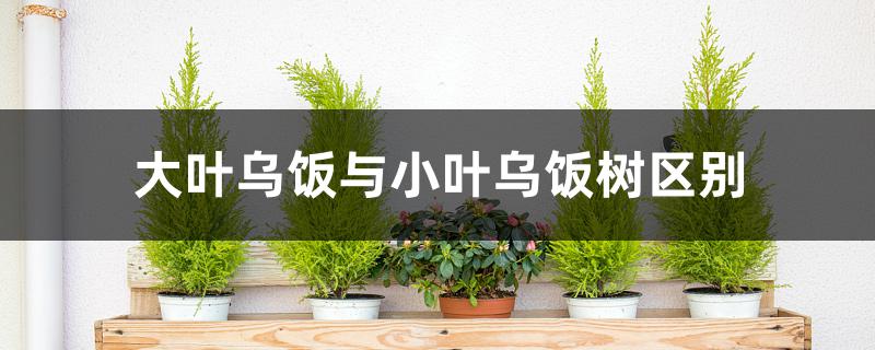 大叶乌饭与小叶乌饭树区别 大叶乌饭与小叶乌饭树区别