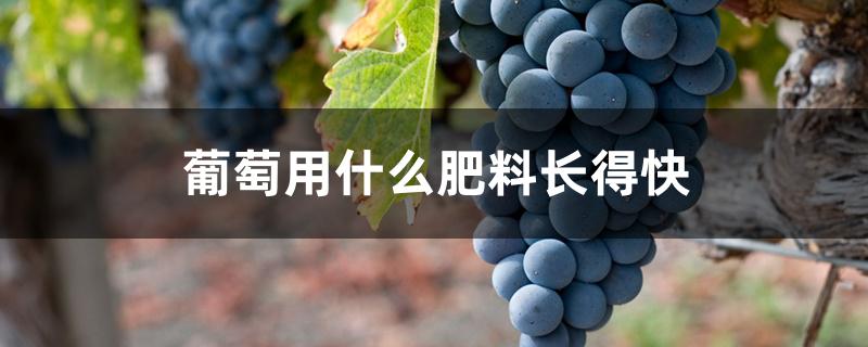 葡萄用什么肥料长得快 葡萄用什么肥料长得快