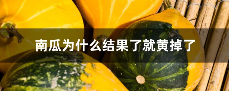 南瓜为什么结果了就黄掉了 南瓜为什么结果了就黄掉了