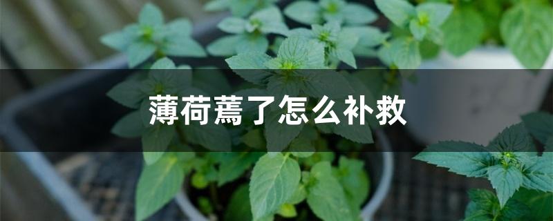薄荷蔫了怎么补救 薄荷蔫了怎么补救