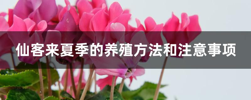仙客来夏季的养殖方法和注意事项 仙客来夏季的养殖方法和注意事项