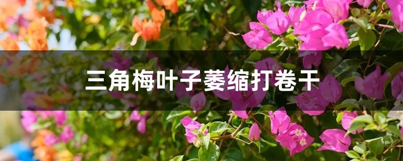 三角梅叶子萎缩打卷干 三角梅叶子萎缩打卷干