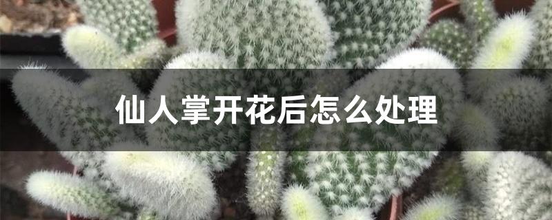 仙人掌开花后怎么处理 仙人掌开花后怎么处理