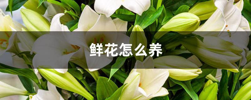 鲜花怎么养 鲜花怎么养