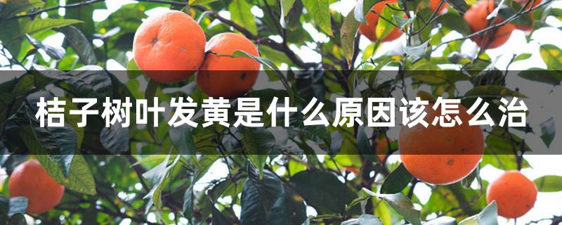 桔子树叶发黄是什么原因该怎么治 桔子树叶发黄是什么原因该怎么治