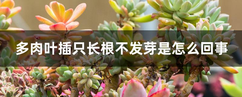 多肉叶插只长根不发芽是怎么回事 多肉叶插只长根不发芽是怎么回事