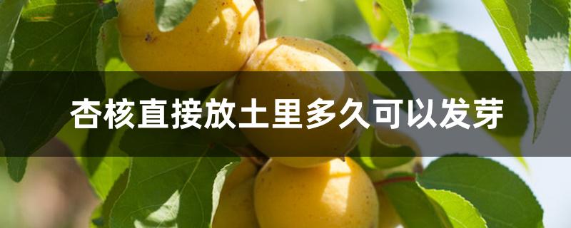 杏核直接放土里多久可以发芽 杏核直接放土里多久可以发芽